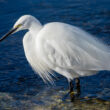 Aigrette garzette